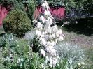 Yucca de gradina