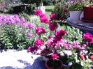 Bougainvillea , Phlox