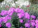 Phlox , dalii rosii , regina noptii