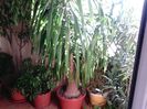 Ficus Benjamina , Schefflera , Yucca (3m)- cu tulpina cat ghiveciul !