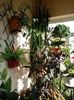 EuphorbiaTrigonas,Bonsai,Philadelphus-Iasomie,FerigaCreata