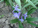 Hyacinthus orientalis L.1753.