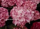 hydrangea-macrophylla-h2002-miss-saori_1