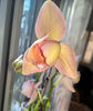 orhidee valynedelcu@yahoo.com 0145