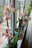 orhidee valynedelcu@yahoo.com 0143