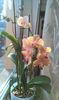 orhidee valynedelcu@yahoo.com 0146