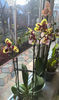 orhidee valynedelcu@yahoo.com 0148