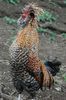 832b7f55f4dc986b4477a88b308b4484--chickens-for-sale-pattern