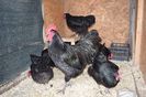 Australorp Negru Matca 2018