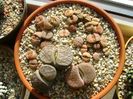 Lithops