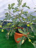 Smochin verde romanesc , planta de 2 ani