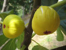 Smochin galben romanesc -  fructe