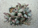 Adromischus cooperii (Baker) A.Berger 1930.