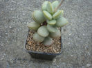 Adromischus montium-klinghardtii (Dinter) A.Berger 1930.