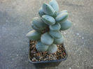 Adromischus montium-klinghardtii (Dinter) A.Berger 1930.