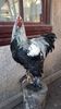 20171225_15162999-crop