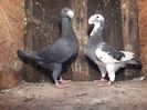 Vanduti