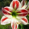 Bulbi Amaryllis Ambiance (Hipperastrum)