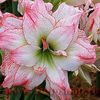 Bulbi Amaryllis Aphrodite (Hipperastrum)