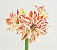 Bulbi Amaryllis Dancing Queen (Hipperastrum)