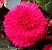 Bulbi Begonia Creata Roz