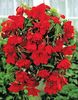 Bulbi Begonia Curgatoare Rosie