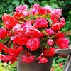 Bulbi Begonia Curgatoare Roz