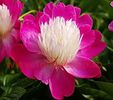 Bulbi Bujori Gay Paree (Paeonia)