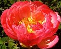 Bulbi Bujori Coral Sunset (Paeonia)