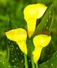 Bulbi Cala Florex Gold (Zantedeschia)