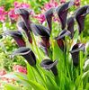 Bulbi Cala Odessa (Zantedeschia)