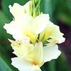 Bulbi Canna Alaska
