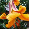 Bulbi Crin African Queen (Lilium)