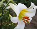 Bulbi Crin Regale Album (Lilium.)