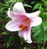 Bulbi Crin Bell Song (Lilium)