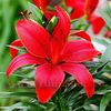 Bulbi Crin Diabora (Lilium)