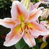 Bulbi Crin Salmon Star (Lilium)