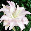 Bulbi Crin Spring Pink (Lilium)