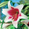 Bulbi Crin Triumphator (Lilium)