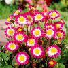 Bulbi Dalia Sweetheart (Gherghina)