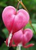Bulbi Dicentra Spectabilis (Cerceii Doamnei)