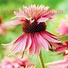 Bulbi Echinacea Double Decker