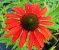 Bulbi Echinacea Red Magnus