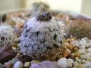 Turbinicarpus valdezianus, MM 96 Tecolotes, Zac.