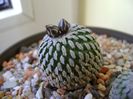 Turbinicarpus pseudopectinatus