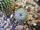 Turbinicarpus pseudopectinatus v. rubriflorus, MZ 736 Dr Arroyo, NL