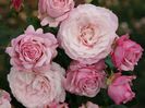 -rosenfaszination-