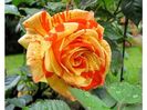 -orange-e-lemons_