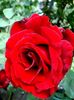 marcel-pagnol-