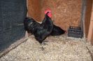 Australorp Negru Matca 2018